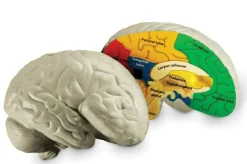 Discount Learning Resources Anatomi tværsnit - Hjerne