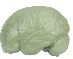 Discount Learning Resources Anatomi tværsnit - Hjerne