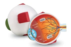 Online Learning Resources Anatomi tværsnit - Øje