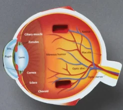 Online Learning Resources Anatomi tværsnit - Øje