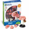 Best Learning Resources Anatomimodel - Hjerne