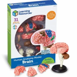 Best Learning Resources Anatomimodel - Hjerne