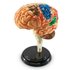 Best Learning Resources Anatomimodel - Hjerne