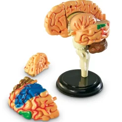 Best Learning Resources Anatomimodel - Hjerne