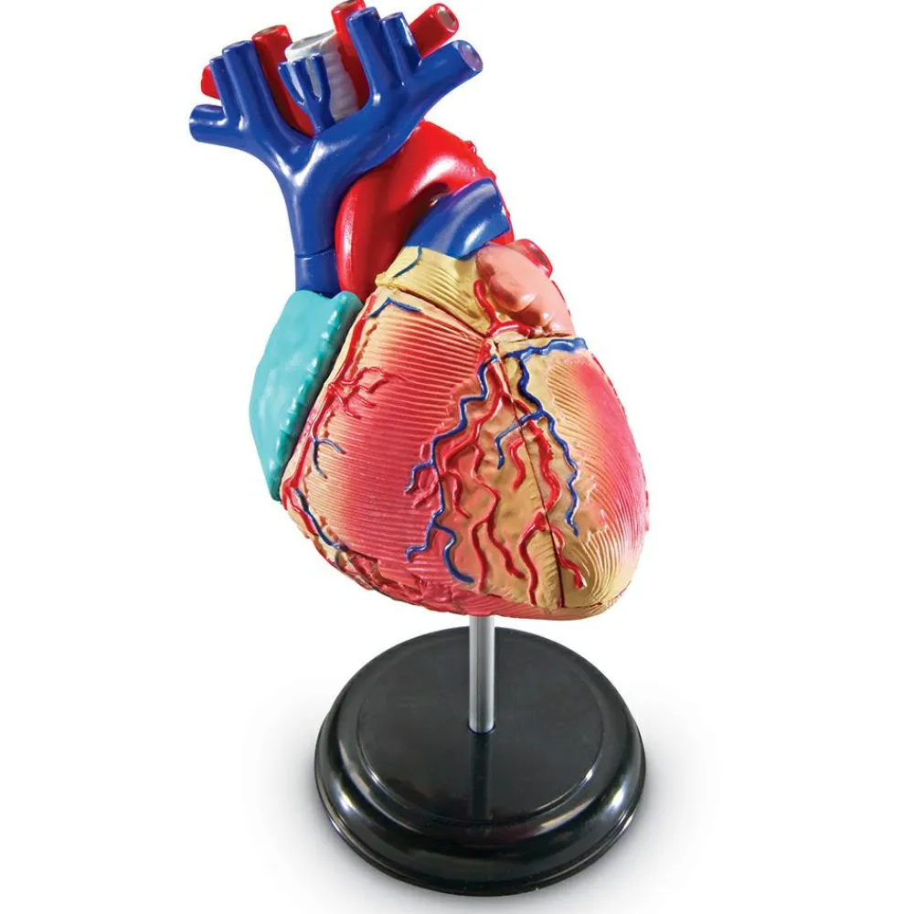 Learning Resources Anatomimodel - Hjerte