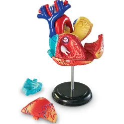 Learning Resources Anatomimodel - Hjerte