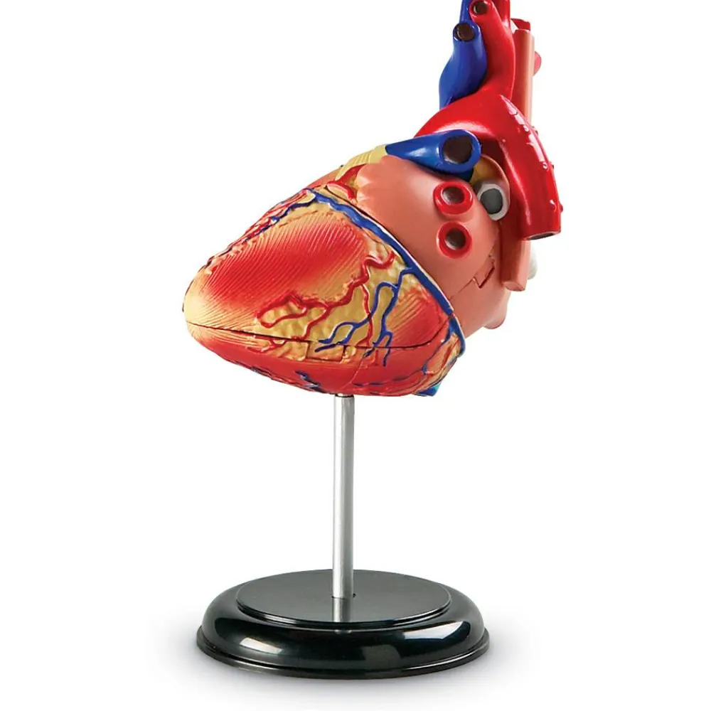 Learning Resources Anatomimodel - Hjerte