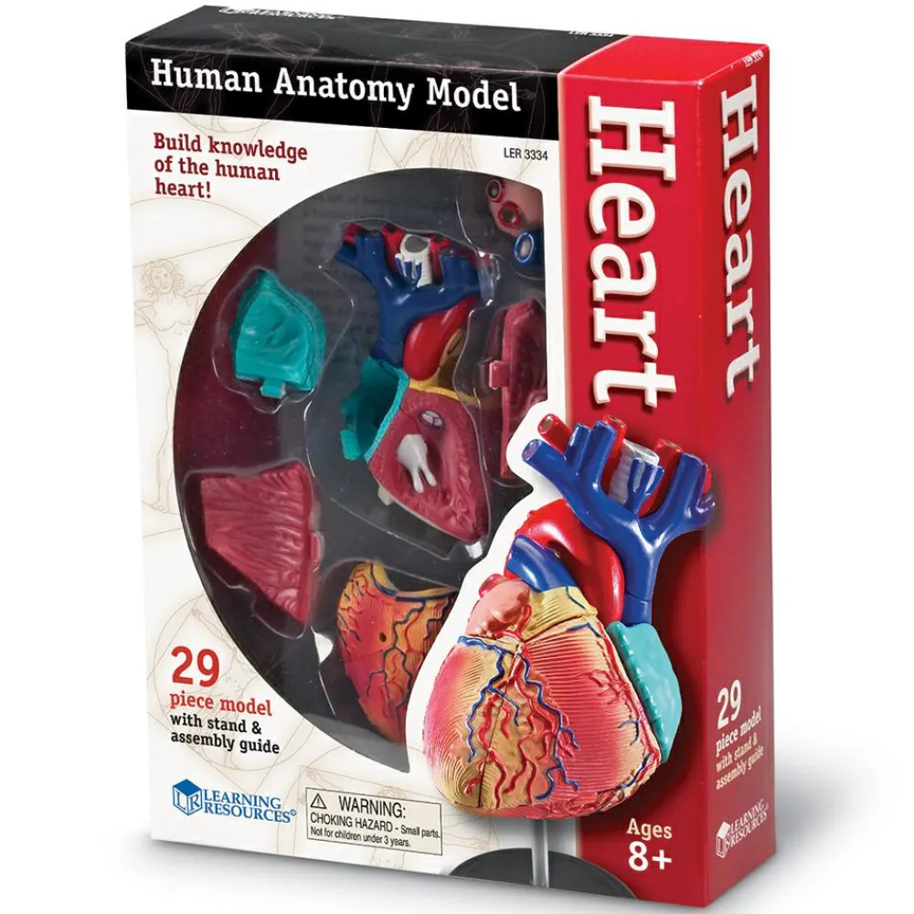 Learning Resources Anatomimodel - Hjerte
