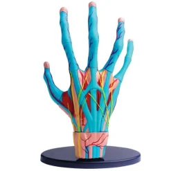 Best Anatomimodel - Hånd med muskler og sener