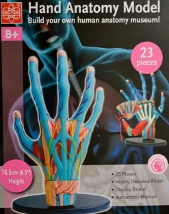Best Anatomimodel - Hånd med muskler og sener