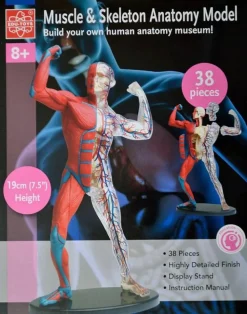 Best Anatomimodel - Muskler og skelet