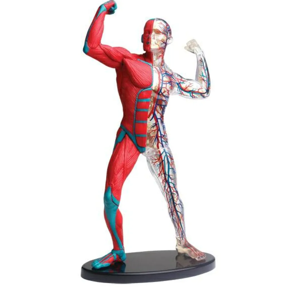 Best Anatomimodel - Muskler og skelet