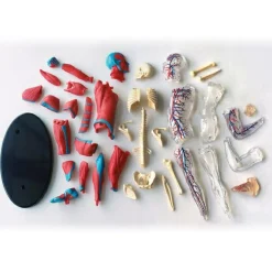 Best Anatomimodel - Muskler og skelet