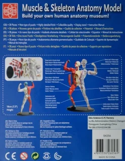 Best Anatomimodel - Muskler og skelet