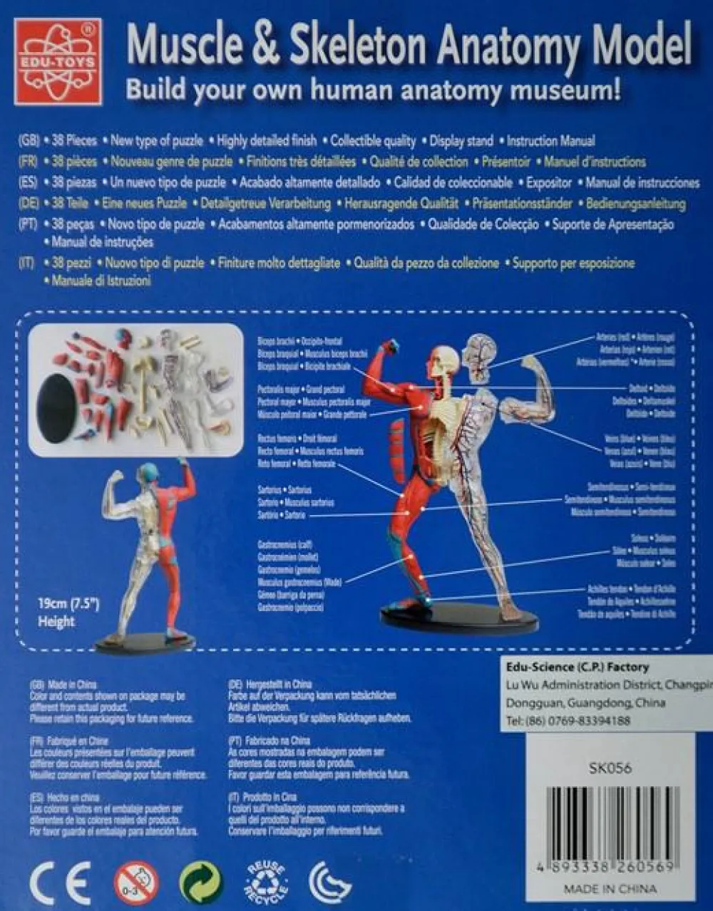 Best Anatomimodel - Muskler og skelet