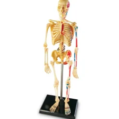 Best Learning Resources Anatomimodel - Skelet