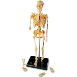 Best Learning Resources Anatomimodel - Skelet
