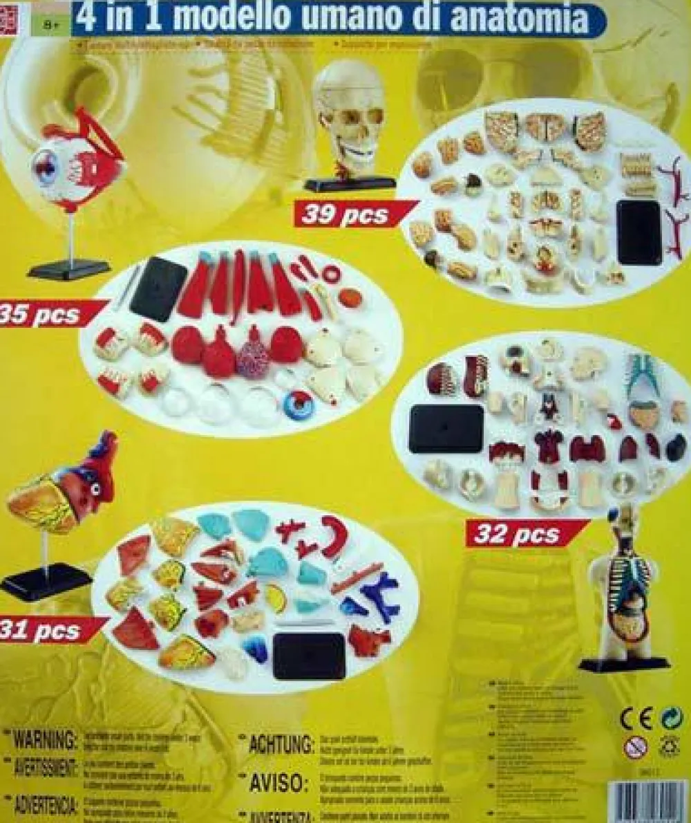 Sale Anatomimodel - Sæt m. 4 modeller