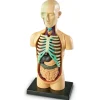New Learning Resources Anatomimodel - Torso