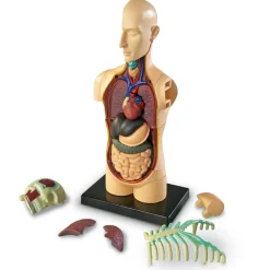 New Learning Resources Anatomimodel - Torso