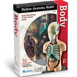 New Learning Resources Anatomimodel - Torso