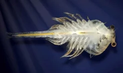 Online Aqua Dragons i akvarium m. LED lys