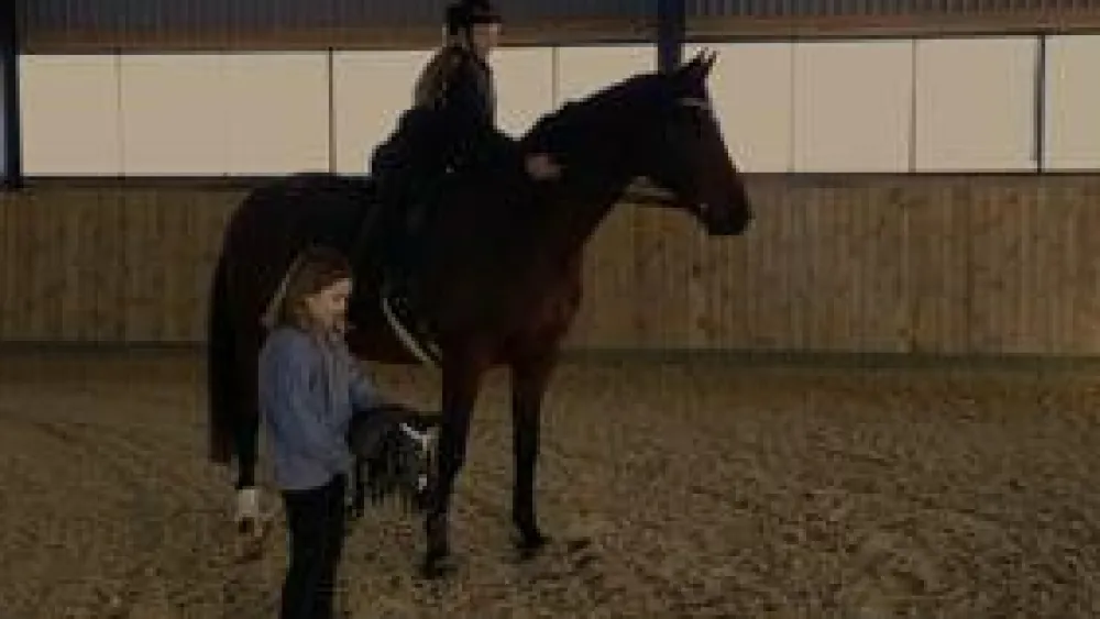 Discount byASTRUP kæphest - Sort "Thor"