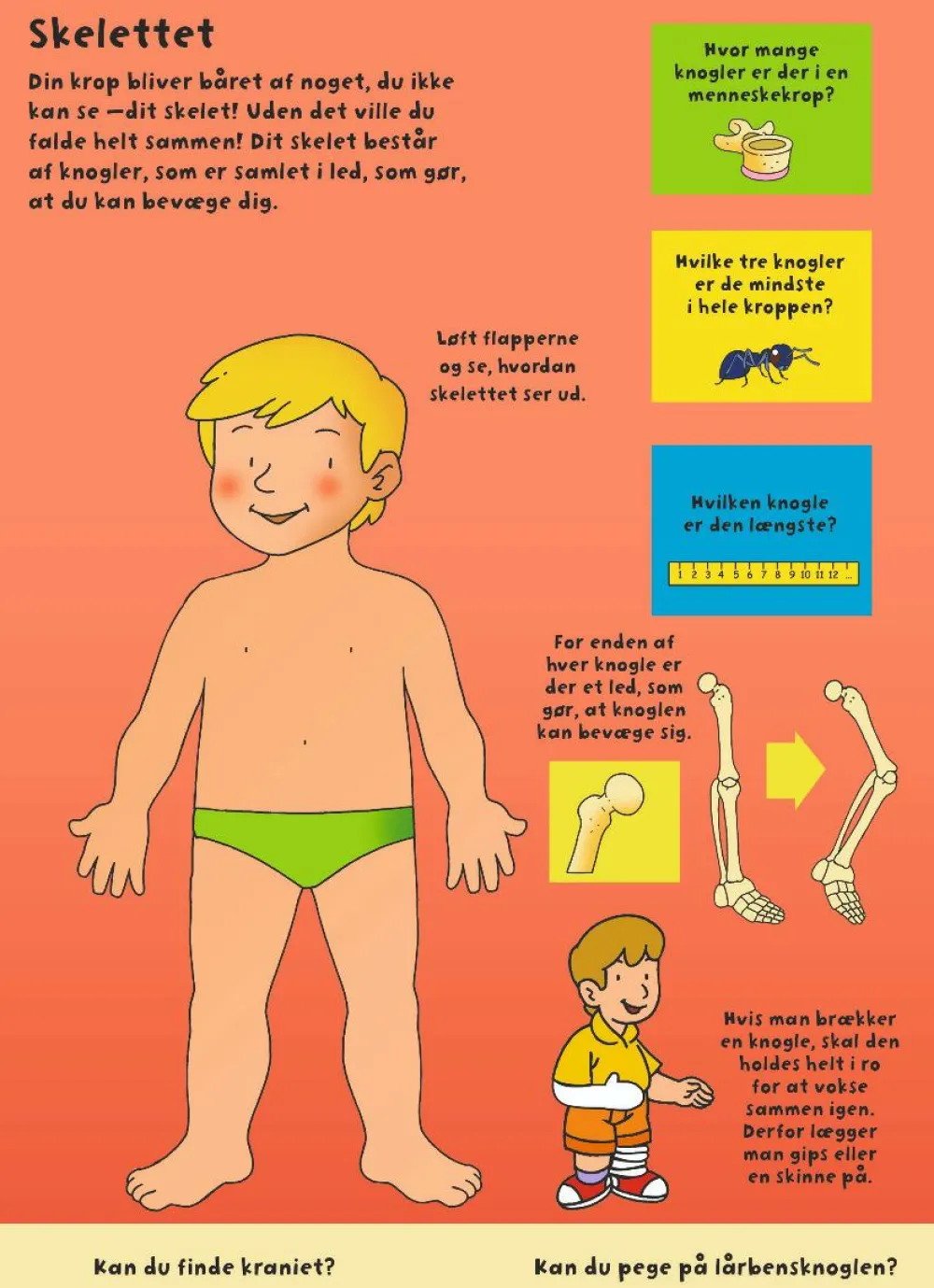 Forlaget Bolden Den store flapbog: Kroppen