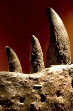 Clearance Brainstorm Dias med dinosaur