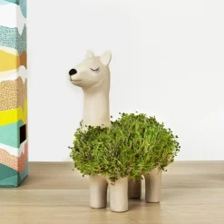 Outlet Dyrk en chia-lama