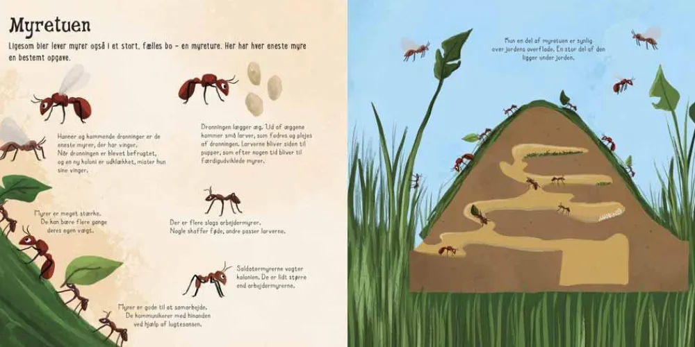 Sale Forlaget Bolden Flapbog - Jeg ser på... Små insekter