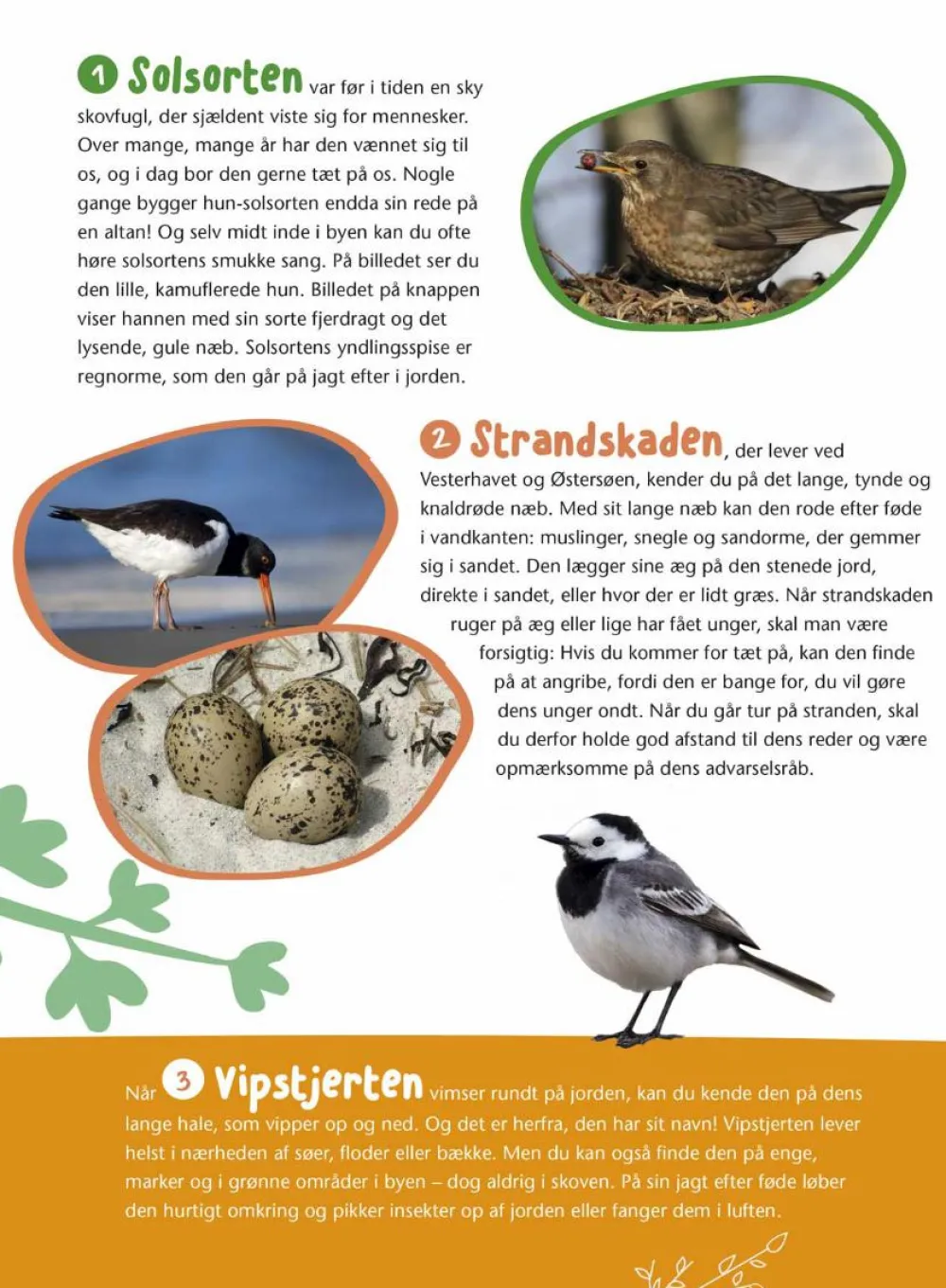 Sale Forlaget Bolden Fugle i vores natur