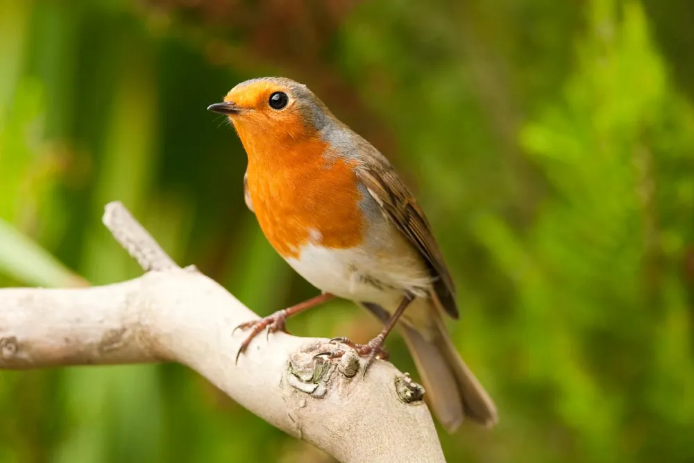 Outlet Brainstorm Kikkert 4x30