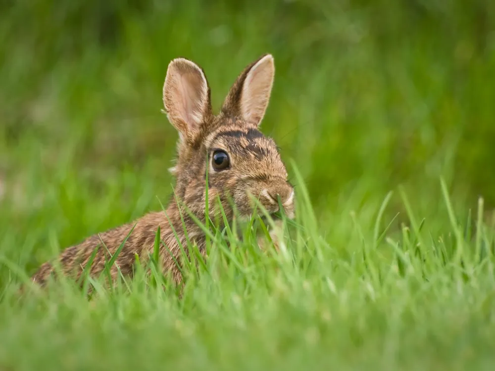 Outlet Brainstorm Kikkert 4x30