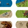 Best Spiegelburg Kompetenceplaster - Dinosaurer, 10 stk