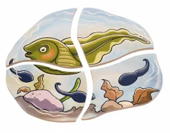 Hot Beleduc Lag puslespil - Frøens livscyklus