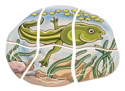 Hot Beleduc Lag puslespil - Frøens livscyklus