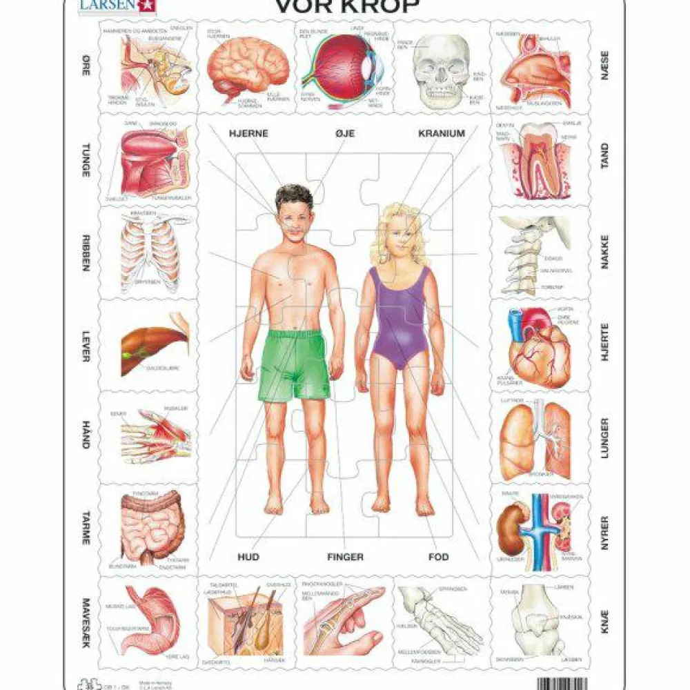 Online Larsen puslespil - Vores krop