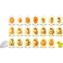 Discount Learning Resources Livscyklus - Fra befrugtning til kylling