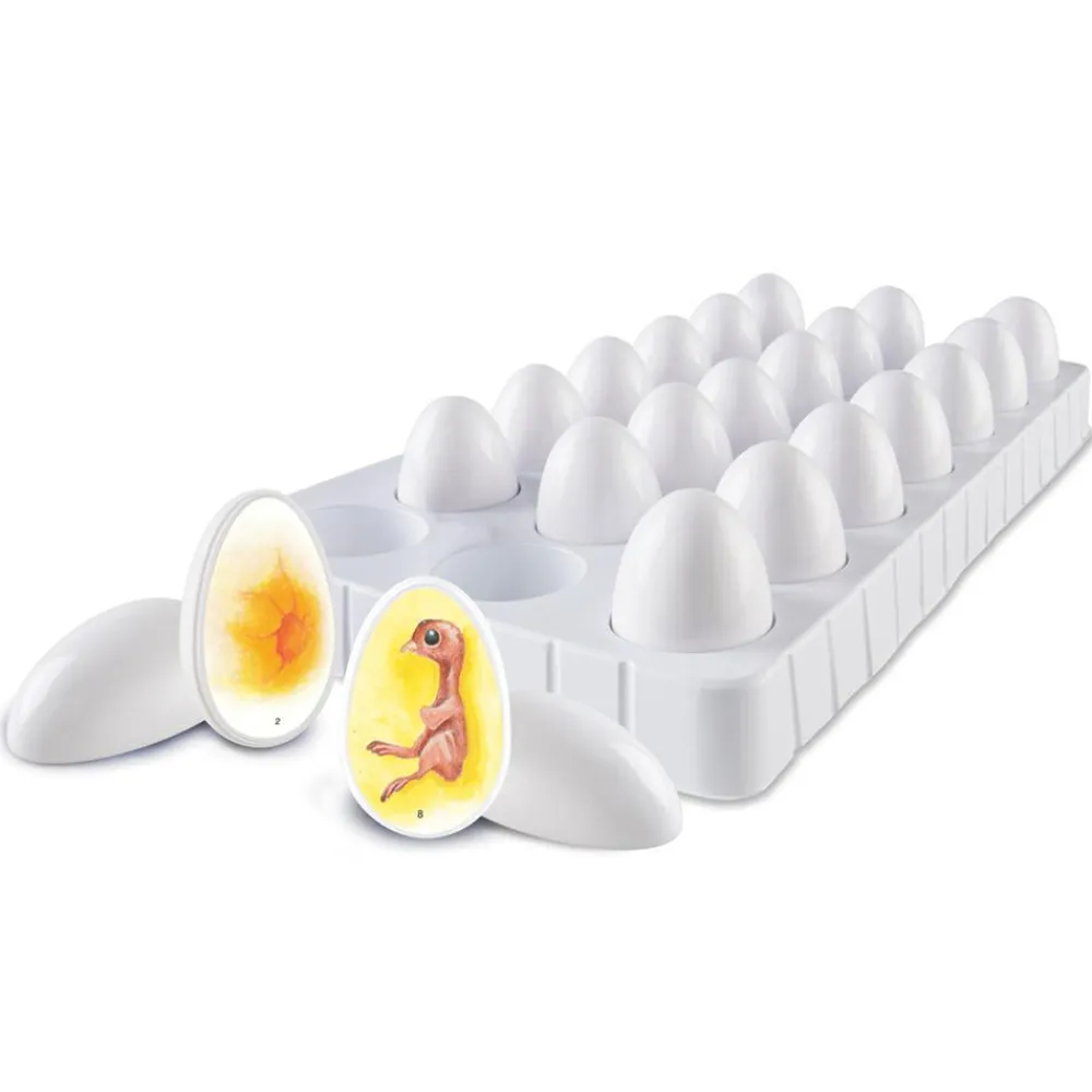 Discount Learning Resources Livscyklus - Fra befrugtning til kylling