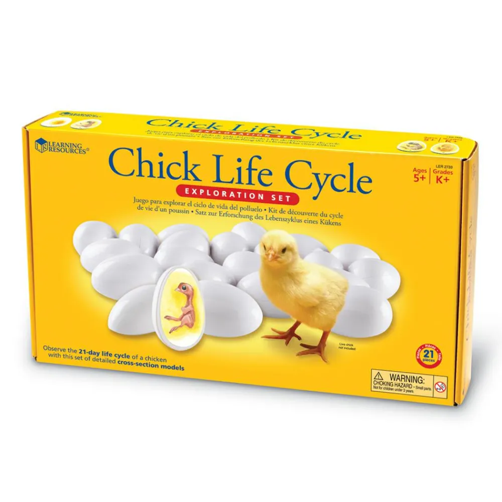 Discount Learning Resources Livscyklus - Fra befrugtning til kylling