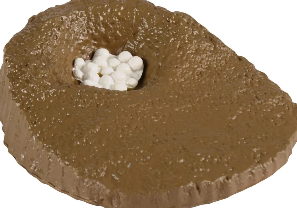 Outlet Livscyklus - Fra æg til havskildpadde