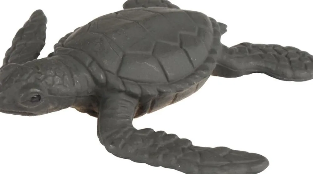 Outlet Livscyklus - Fra æg til havskildpadde