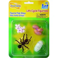 Clearance InsectLore Livscyklus: Fra æg til insekt - Myre