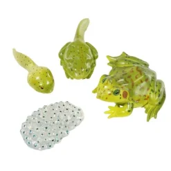 Sale InsectLore Livscyklus: Fra æg til padde - Frø