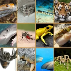 Best Brainstorm Lommelygte med dias - Farlige dyr