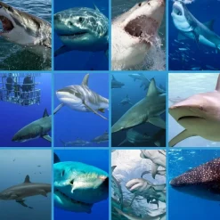 Brainstorm Lommelygte med dias - Hajer