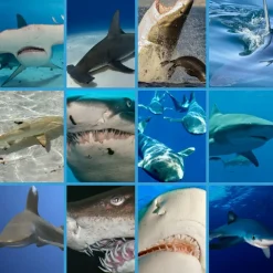 Brainstorm Lommelygte med dias - Hajer