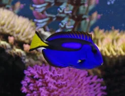 Hot Brainstorm Lommelygte med dias - Havets dyr