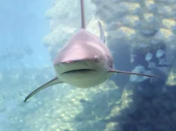 Hot Brainstorm Lommelygte med dias - Havets dyr